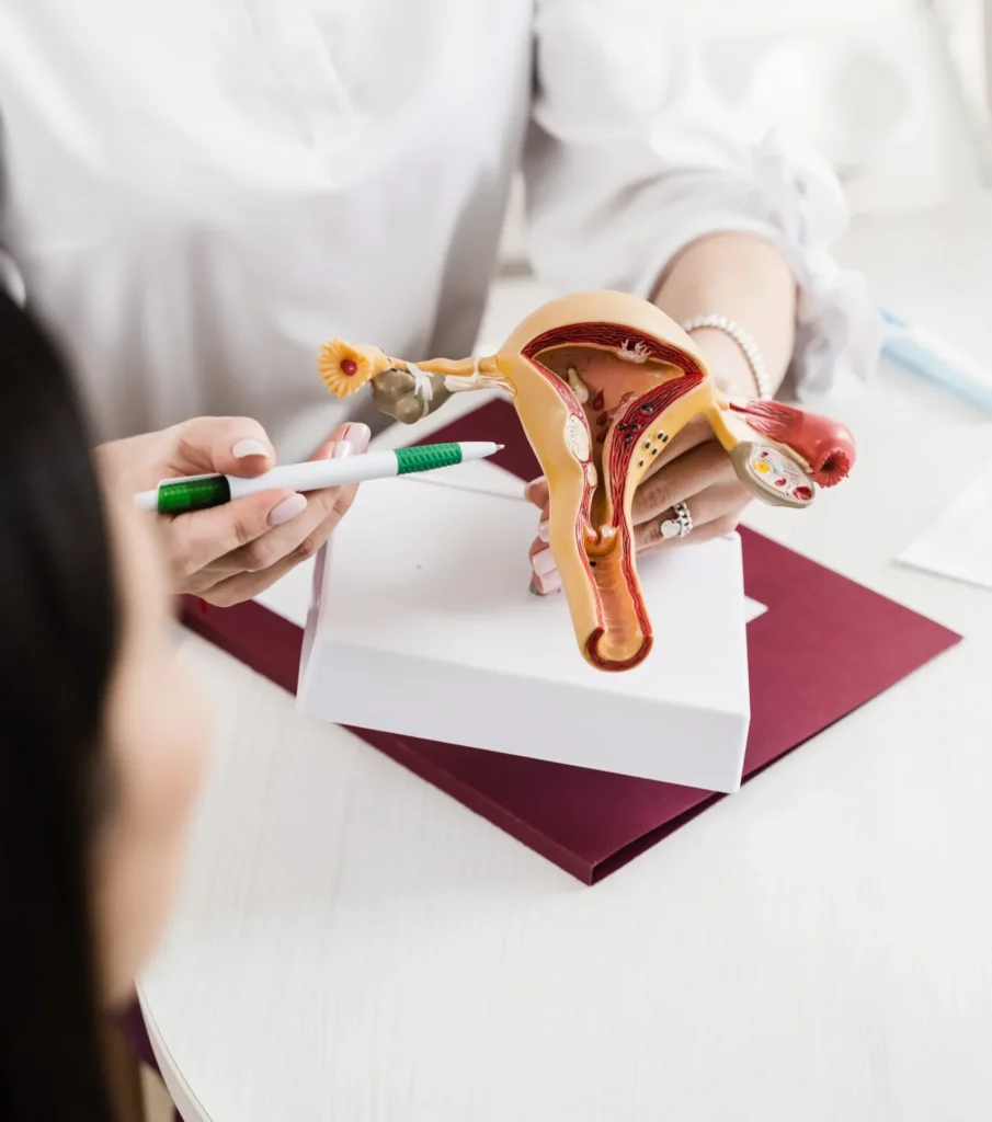 consultation with gynecologist gynecology clinic realistic uterus model white background closeup 11zon scaled e1749053479956